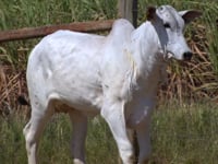 Lote 146D