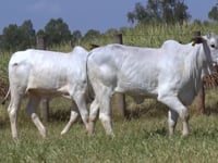 Lote 147D