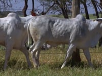 Lote 149D