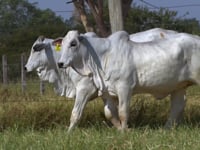Lote 150D