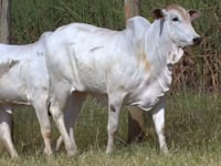 Lote 151D