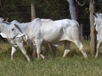 Lote 152D