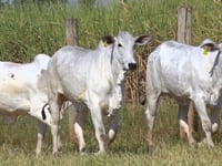 Lote 153D