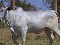 Lote 154D