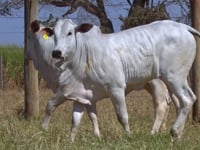 Lote 155D