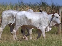 Lote 156D