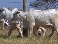 Lote 157D