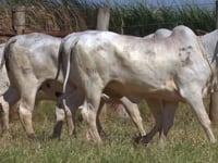 Lote 158D