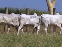Lote 159D