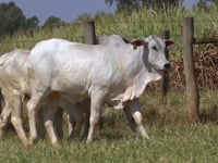 Lote 160D