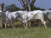 Lote 161D