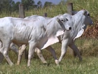 Lote 162D