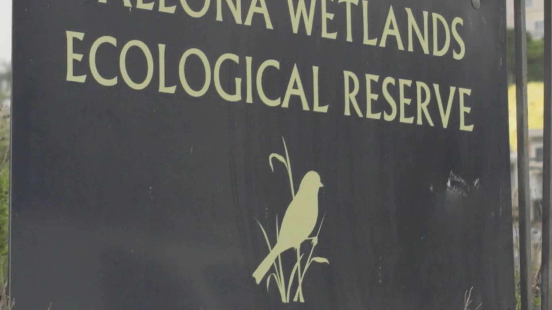 Project Impact Social - Ballona Wetlands