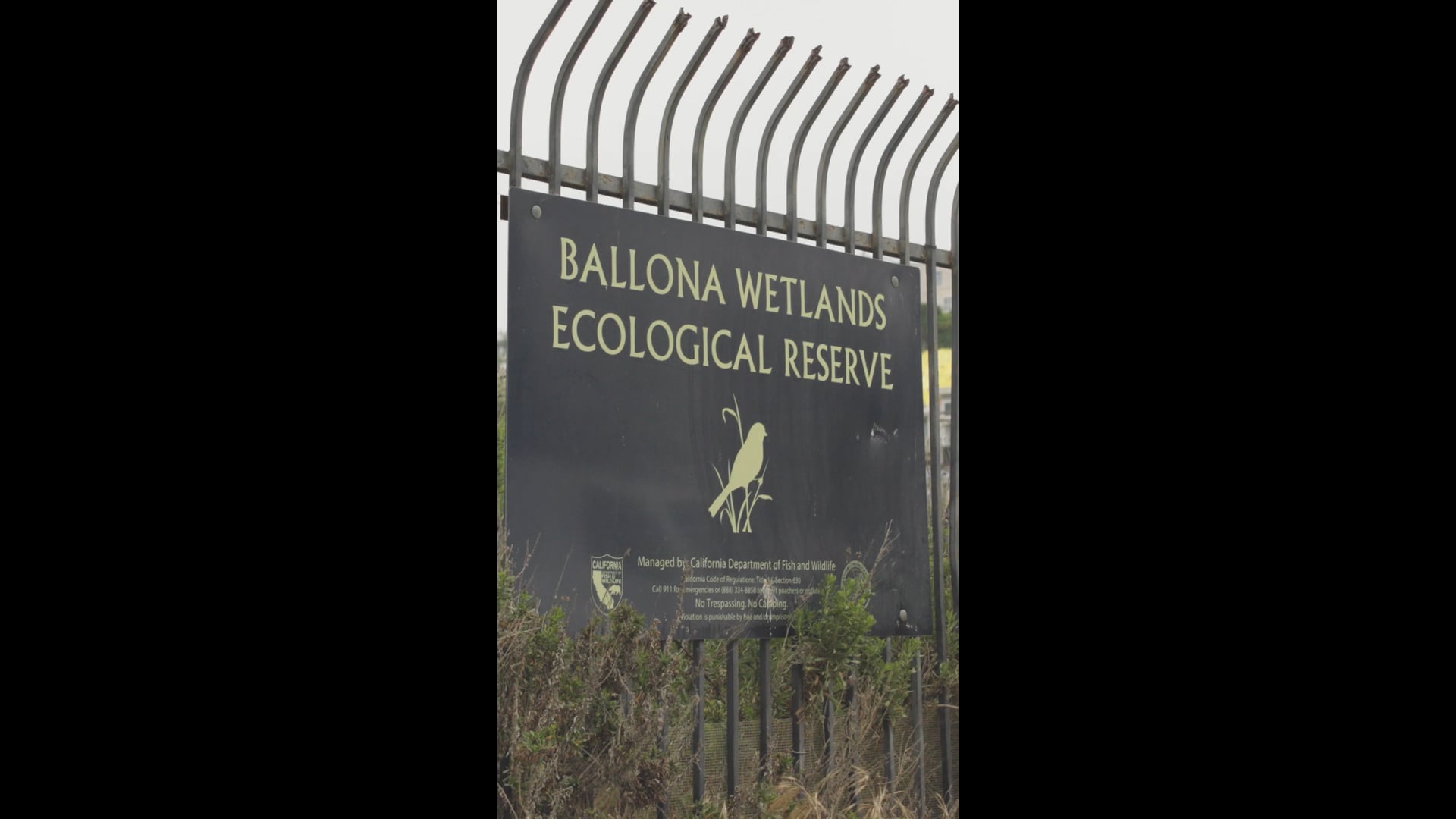 Project Impact Social - Ballona Wetlands