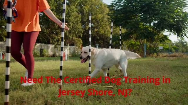⁣Jersey Shore Canine, LLC. - Professional Dog Training in Jersey Shore