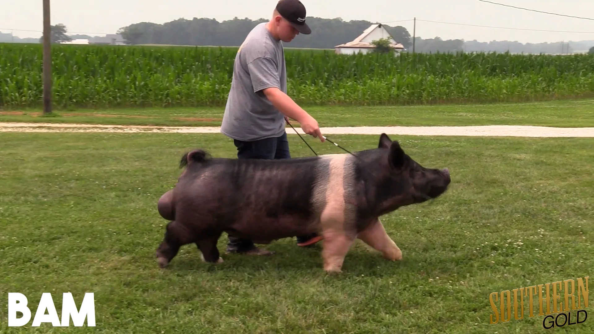 Bam – Southern Gold Sires