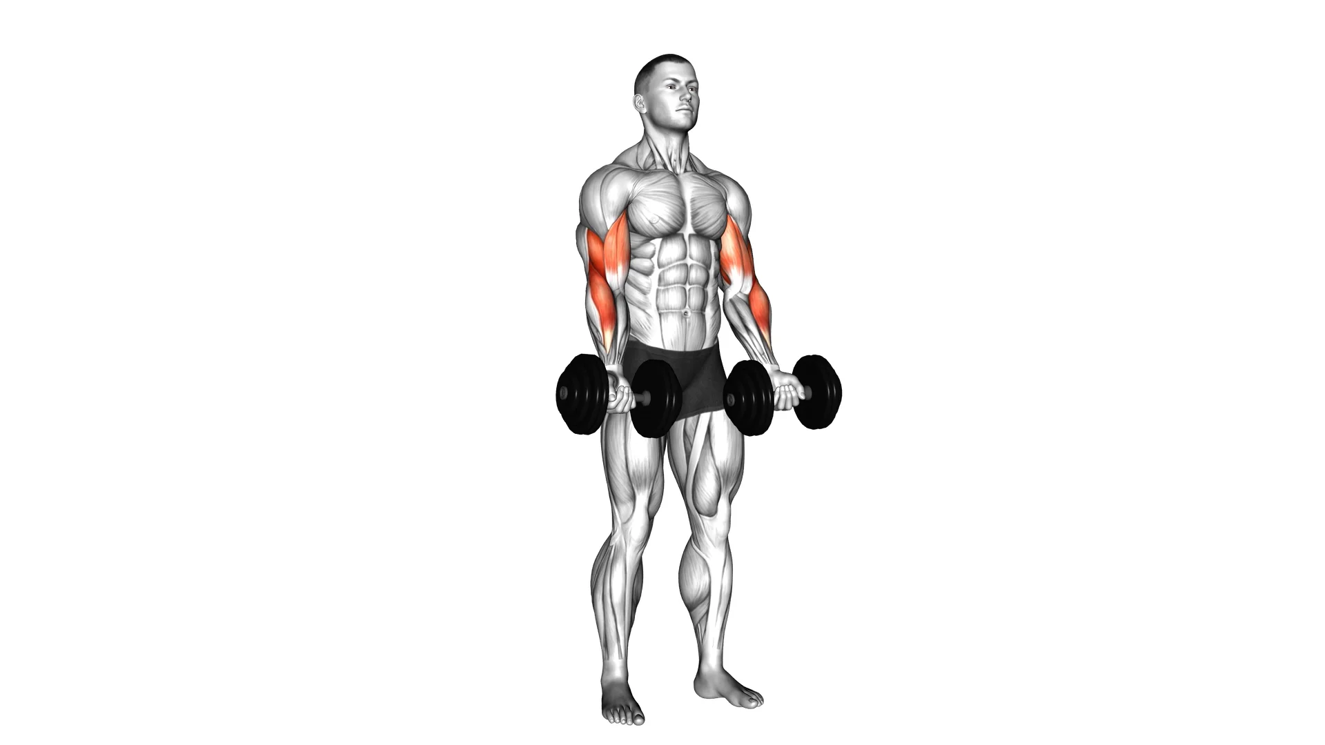 Brachioradialis strengthening exercises sale