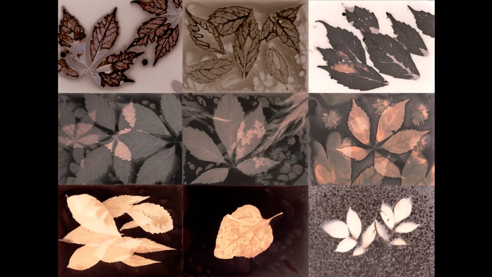 Watch Phytogram Variations Online | Vimeo On Demand on Vimeo