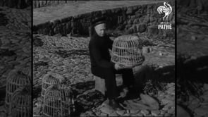 Rediscovering Withy Pot making on St.Michael's Mount