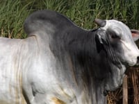 Lote 06S