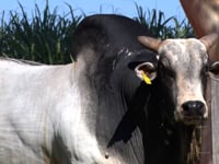 Lote 14S