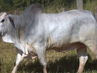 Lote 364