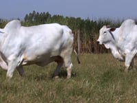 Lote 25T - Aspiração