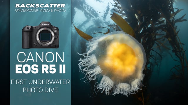 Canon EOS R5 II Underwater Photography First Look