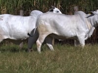 Lote 26T - Aspiração