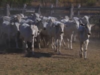 Lote 09P