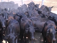 Lote 12P