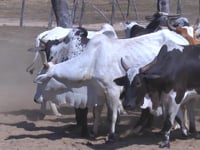 Lote 15P