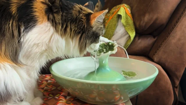 Kitty fountain shops bowl