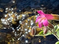 ENLIVEN Song Bath Sanctuary 8.4.24