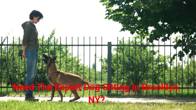 ⁣GoDog - Expert Dog Sitting in Brooklyn, NY