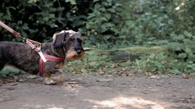 Pettorina per cani Velura