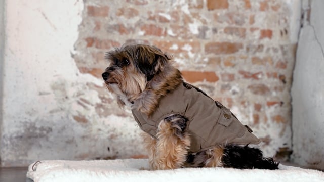 Cappotto per cani Philos