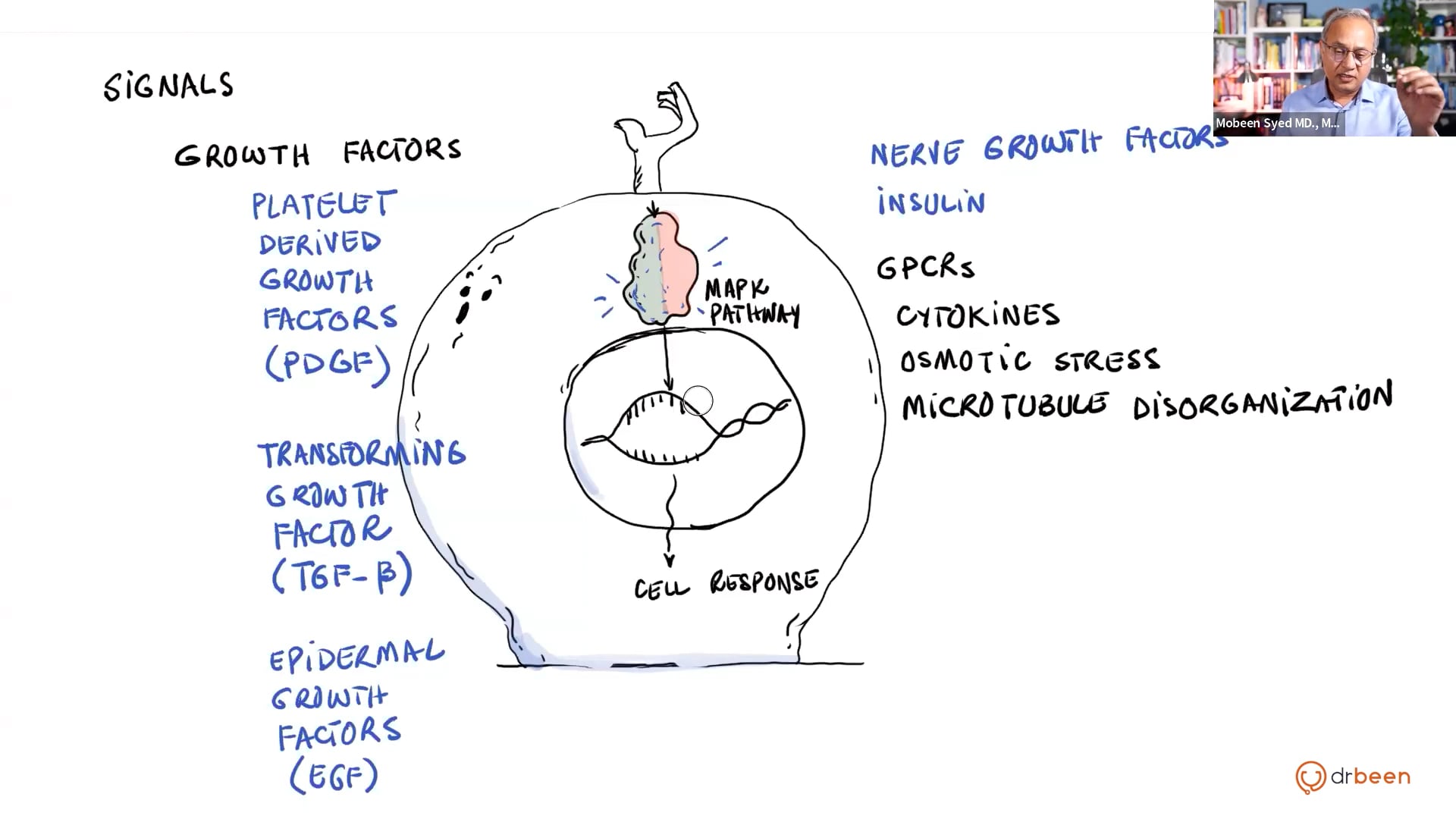 MAPK Pathway (Inflammation Part 5)