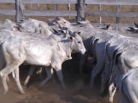 Lote 16P