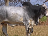 Lote 308