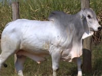Lote 324
