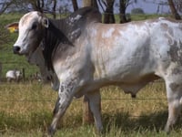 Lote 332