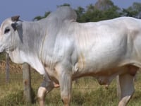 Lote 336