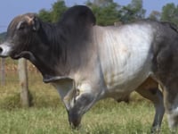 Lote 340