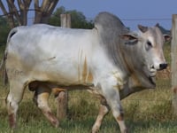 Lote 352