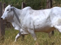 Lote 163D