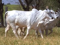Lote 165D