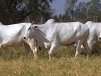 Lote 167D