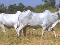 Lote 168D