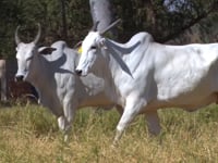 Lote 169D